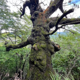 象山のカシワ
朽ちて落下の可能性があるからか、注意の表示があります。何かあれば自己責任ですね。