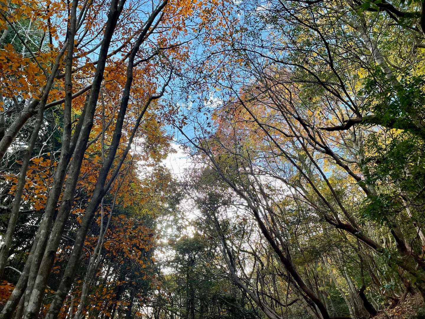 紅葉と緑と青空のグラデーション🍁🟢🩵
