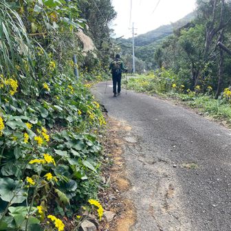 黄色いツワブキロード🟡を駐車場まで、テクテク歩く🚶🚶‍♀️