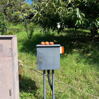 スポーツと健康