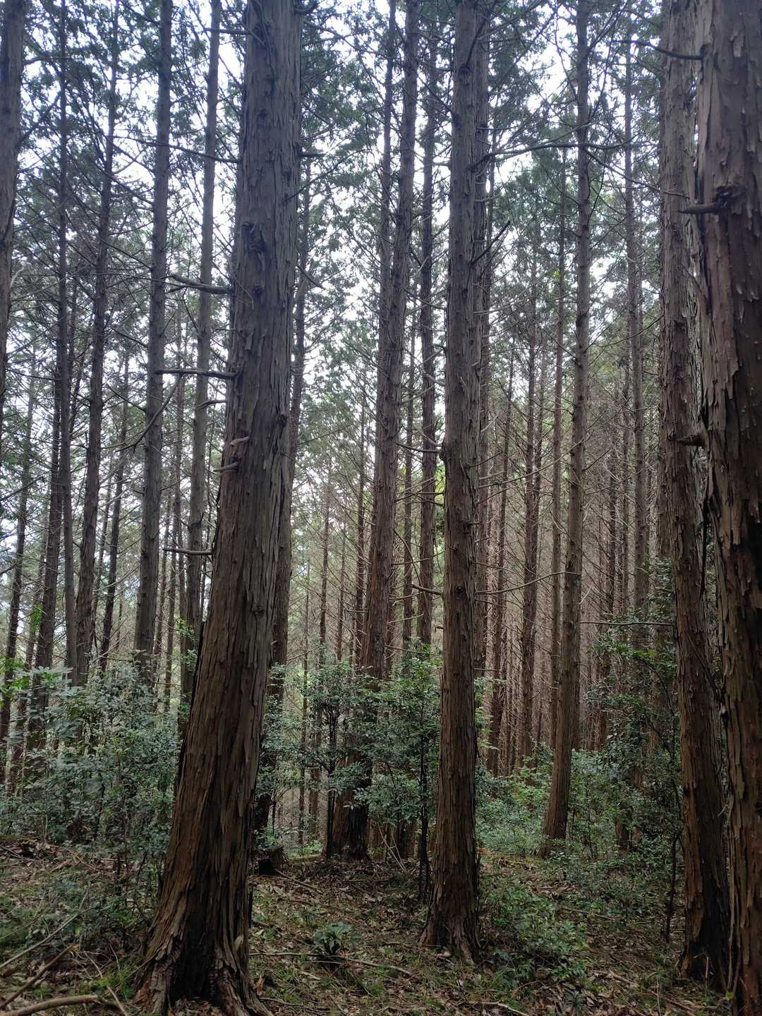 ゴボウ林をぬけて〜✨