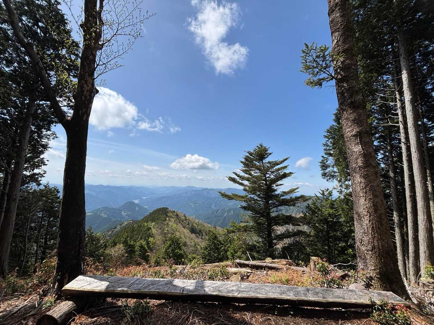 南尾根登山口-大札山 往復コースの写真