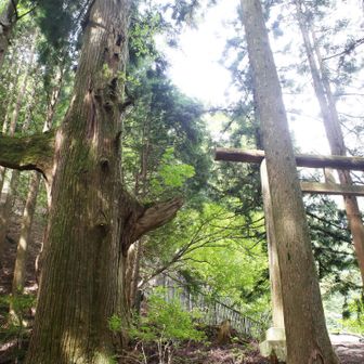 天狗の腰掛杉