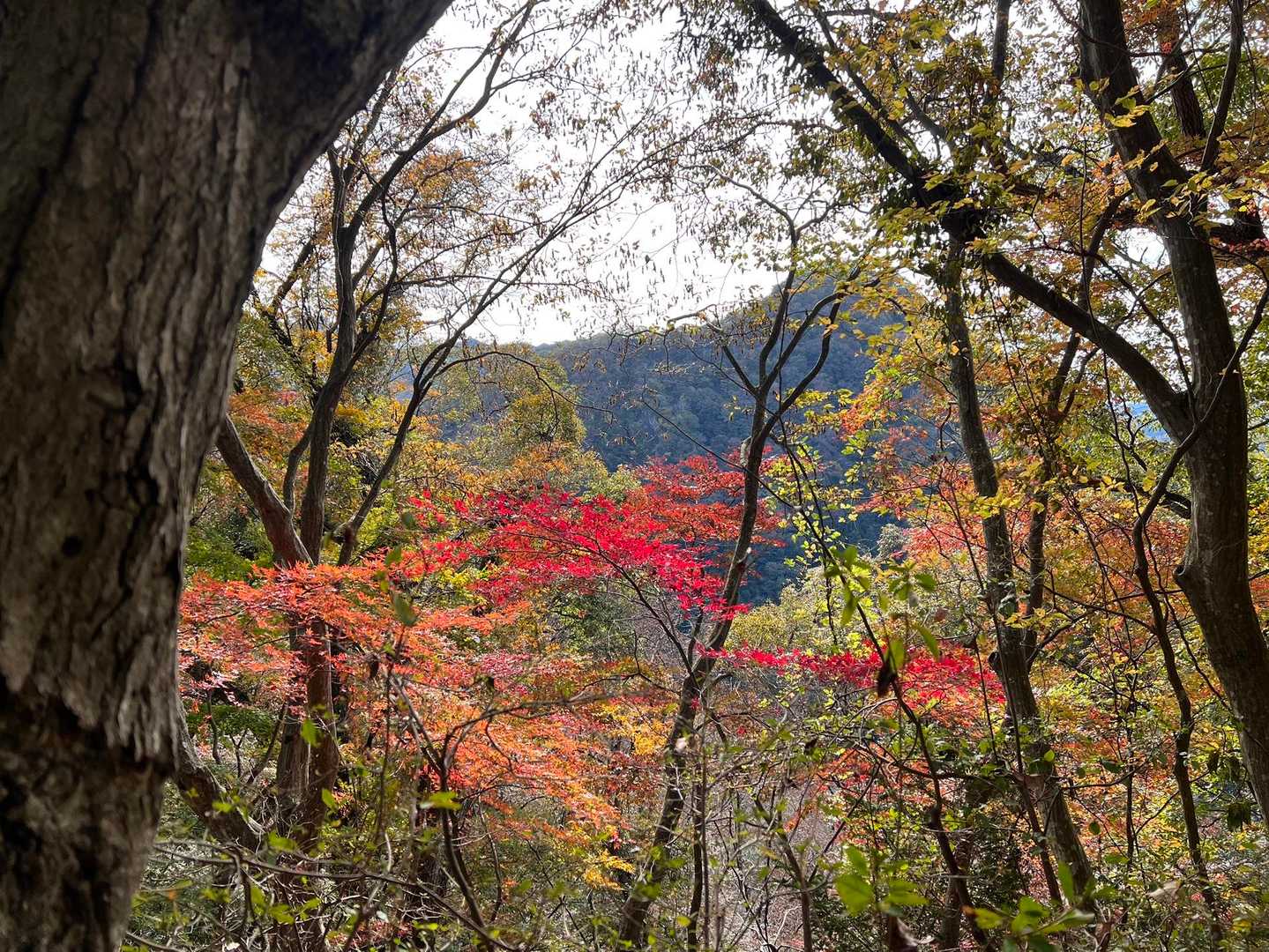 立神山-生瀬滝上-男体山・月居山登山口 縦走コースの写真