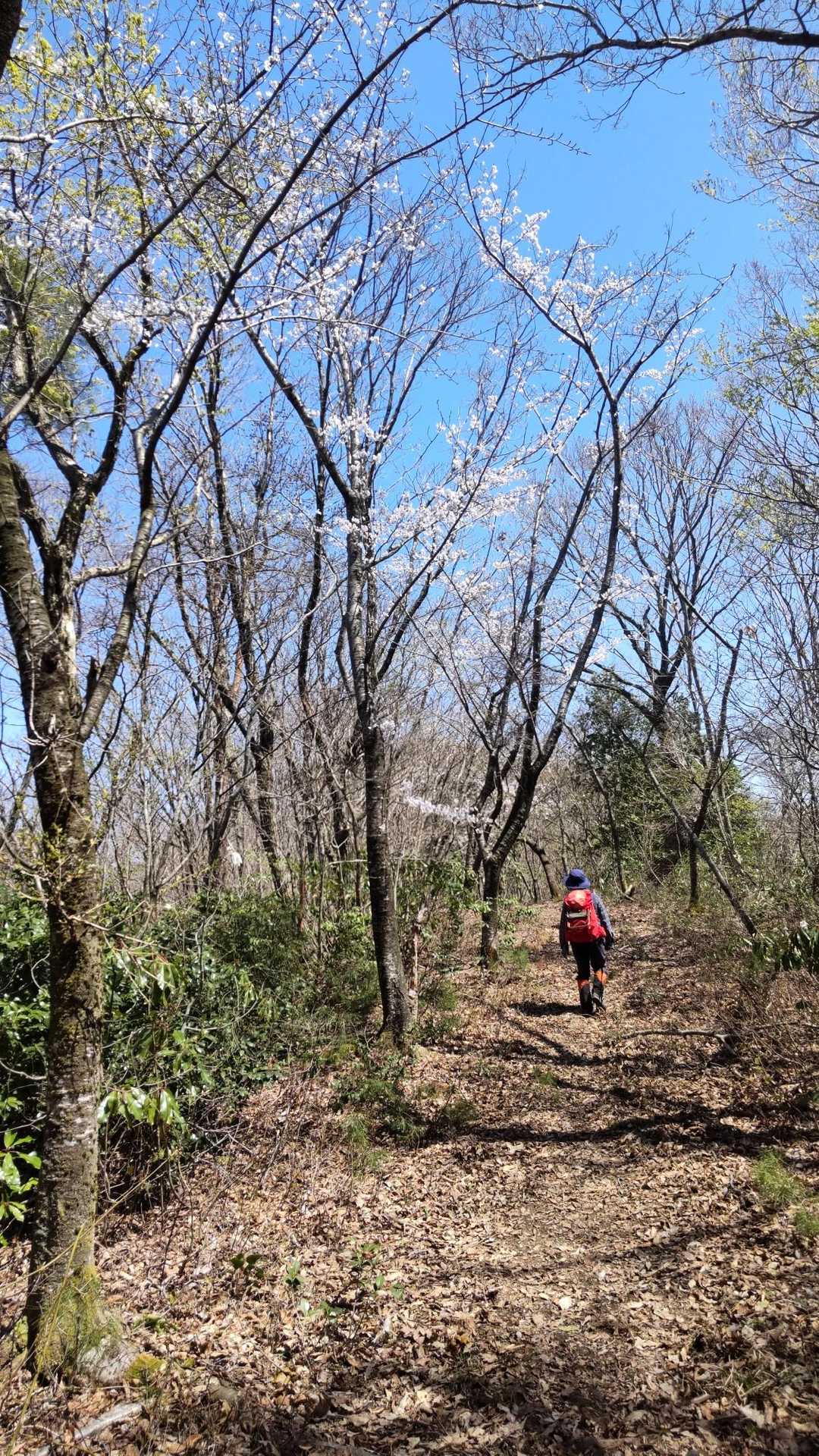 大師堂へは桜道