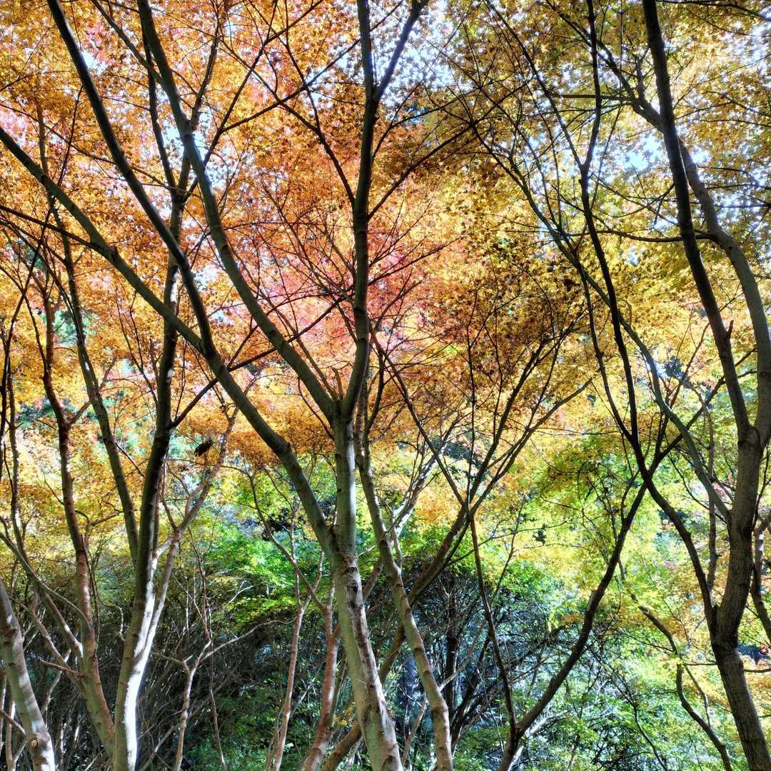 材木岳-冠岳 往復コースの写真