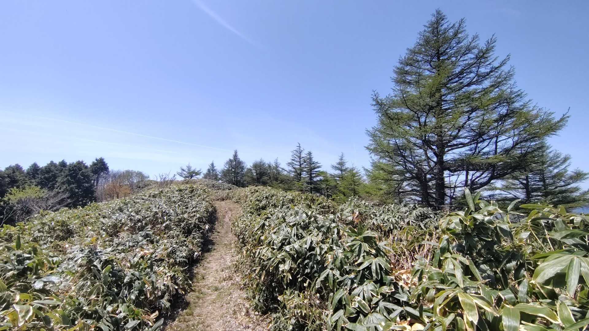 下山途中
なんて素敵な登山道
どこまででも歩きたくなる😆