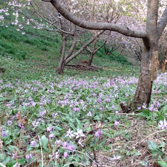 カタクリたくさん💜🩷