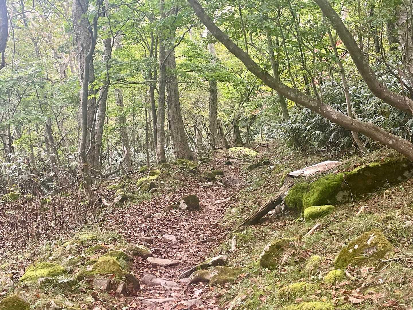 さらに樹林帯を数十分。
途中でかなりの団体さんが後ろに近づいてきたので、抜かされないようペースアップ！