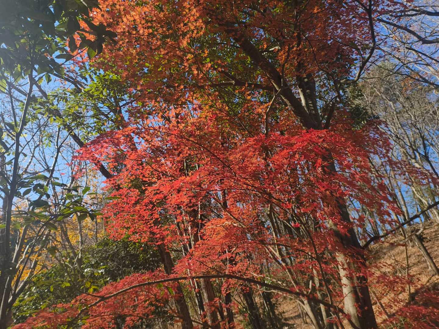 石砂山登山口-石砂山-峰山-峰山登山口 縦走コースの写真