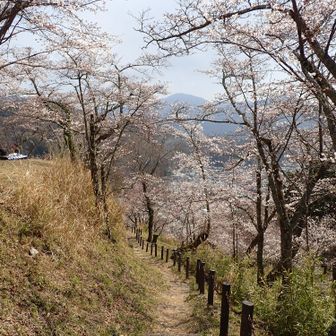 桜並木になっています🤗