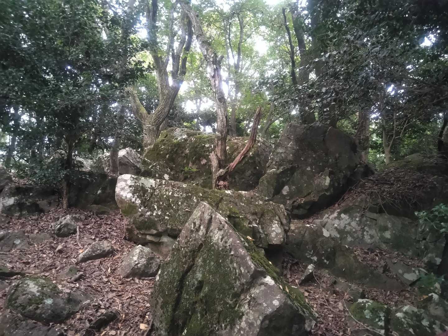 あれ？
大倉山付近を通過したぞ？