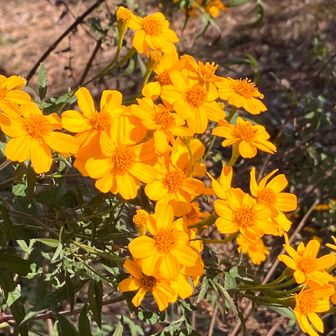 マリーゴールドが咲いていました🌼