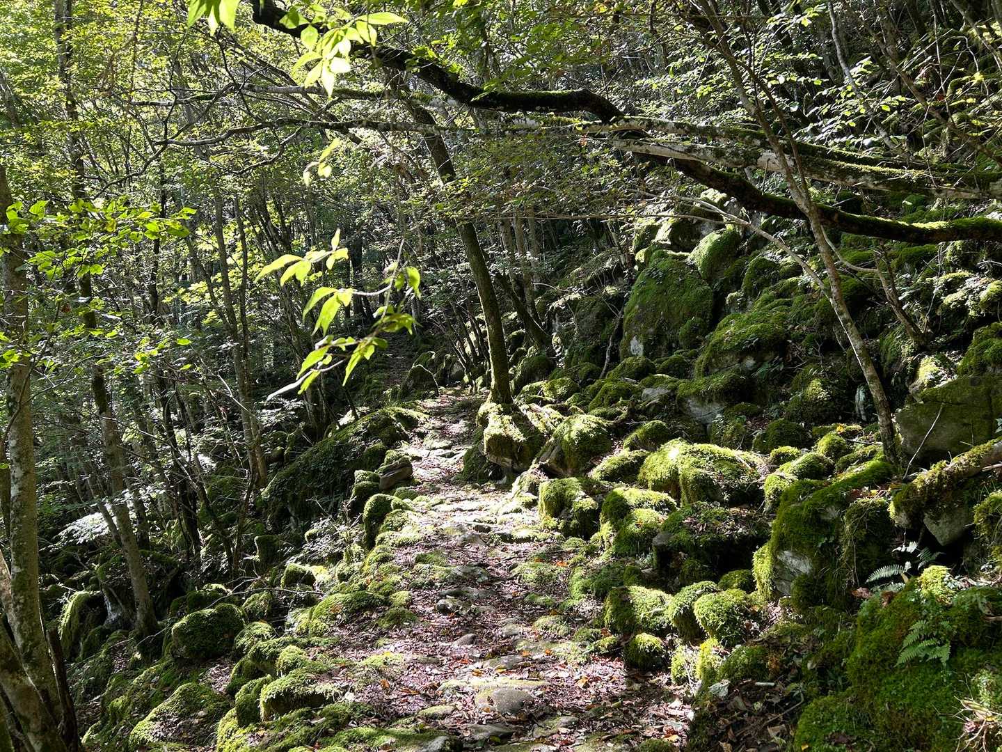 大洞山-大洞山-四ノ峰-倉骨峠-尼ヶ岳 往復コースの写真