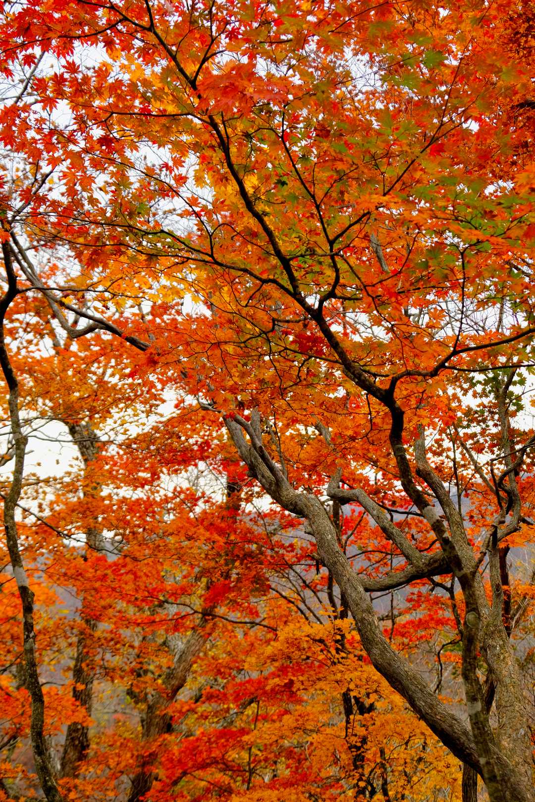 こちらはオレンジから真紅へ。