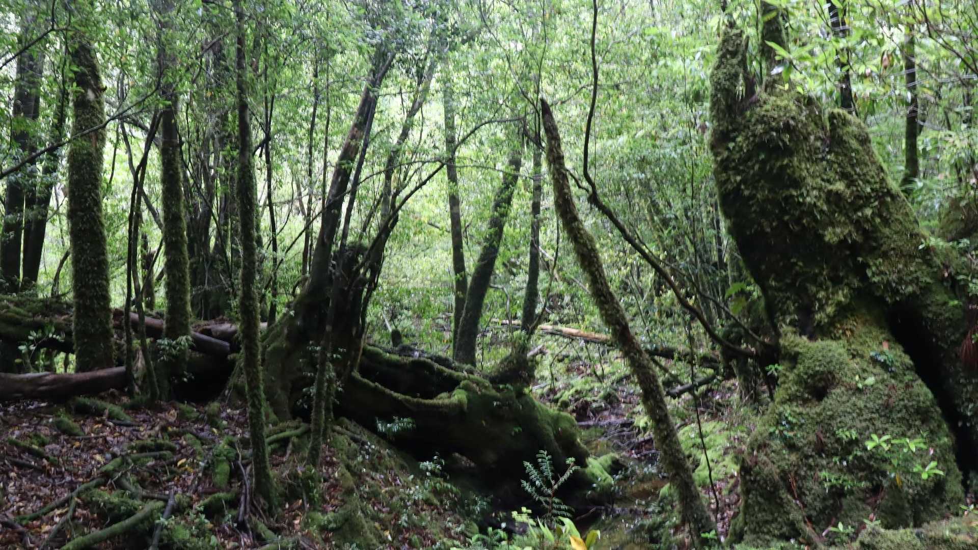 苔むす