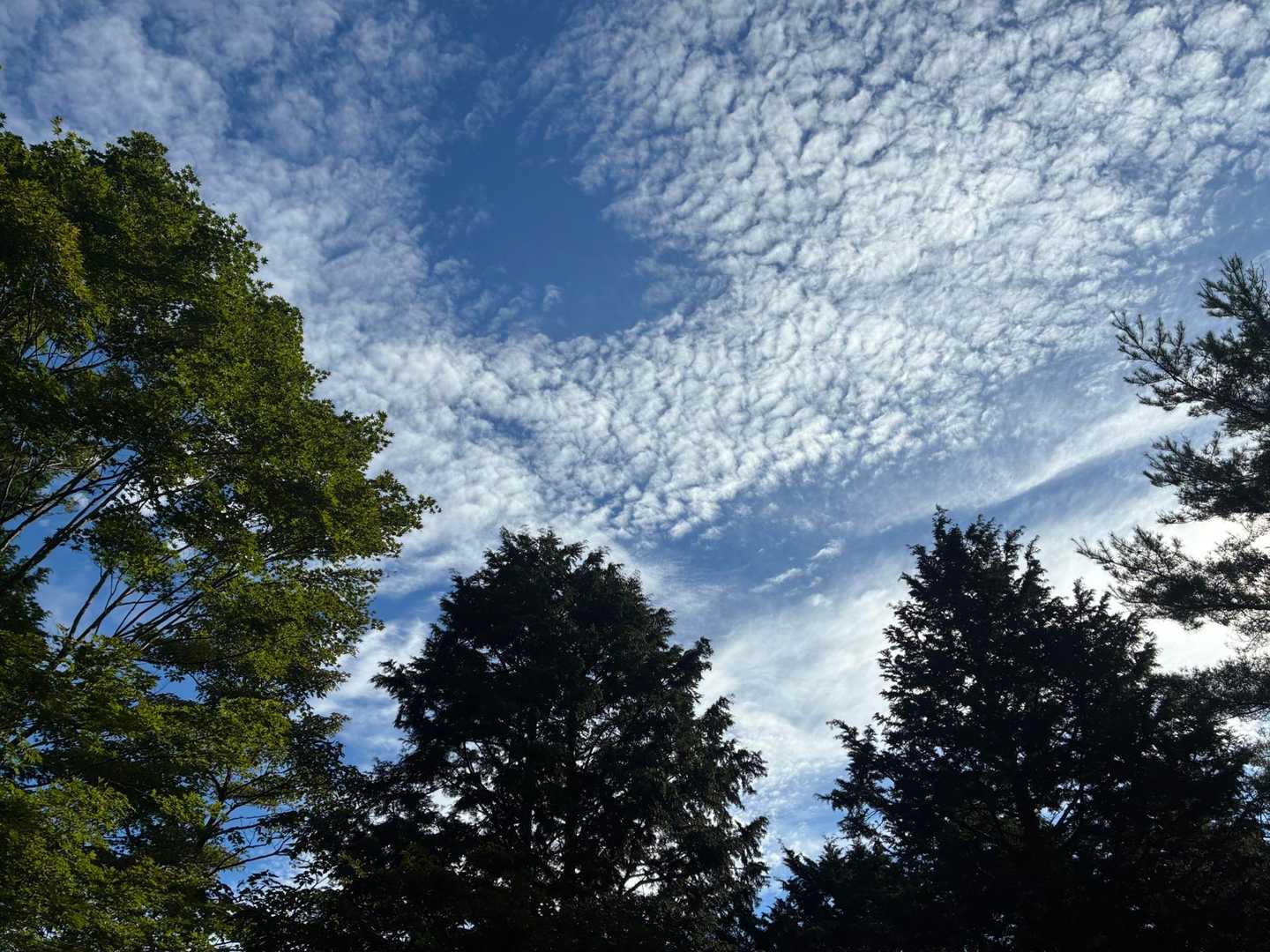 寄バス停-櫟山-栗ノ木洞-後沢乗越-鍋割山-小丸-花立ノ頭 縦走コースの写真