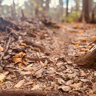 落ち葉は🍂冬🍂