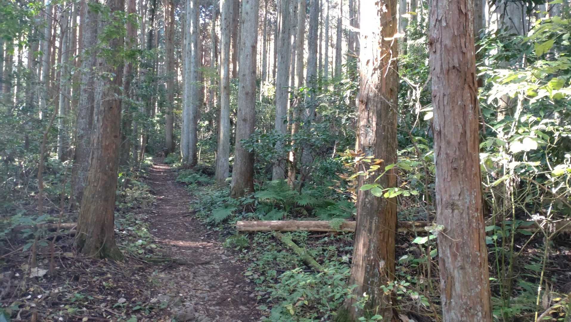 杉林の中は寒いです。
体が温まるように急ぎ足。