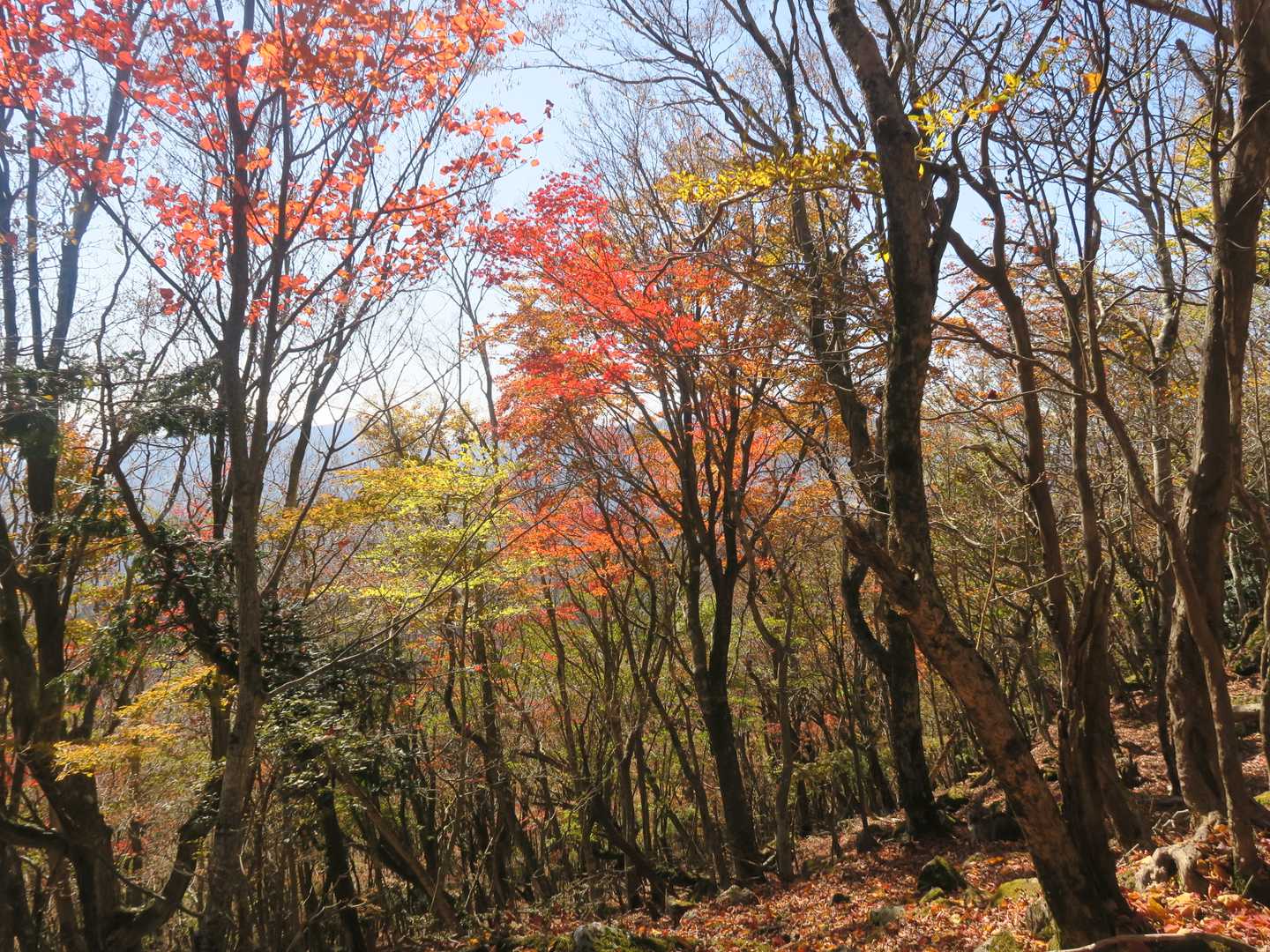 山頂下の紅葉。

おやつ休憩の後西尾根から下山。