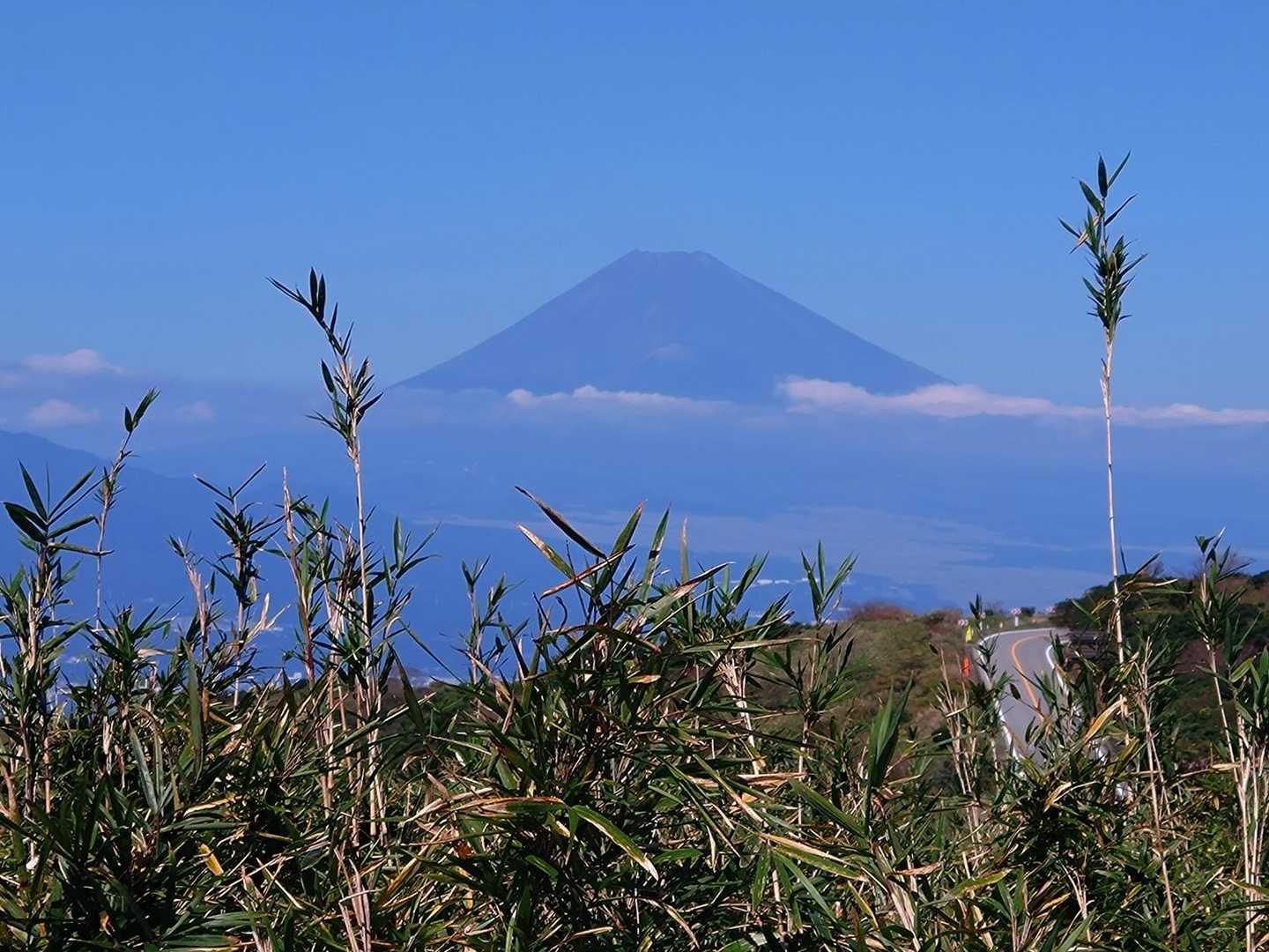 ススキ越しの富士山🗻