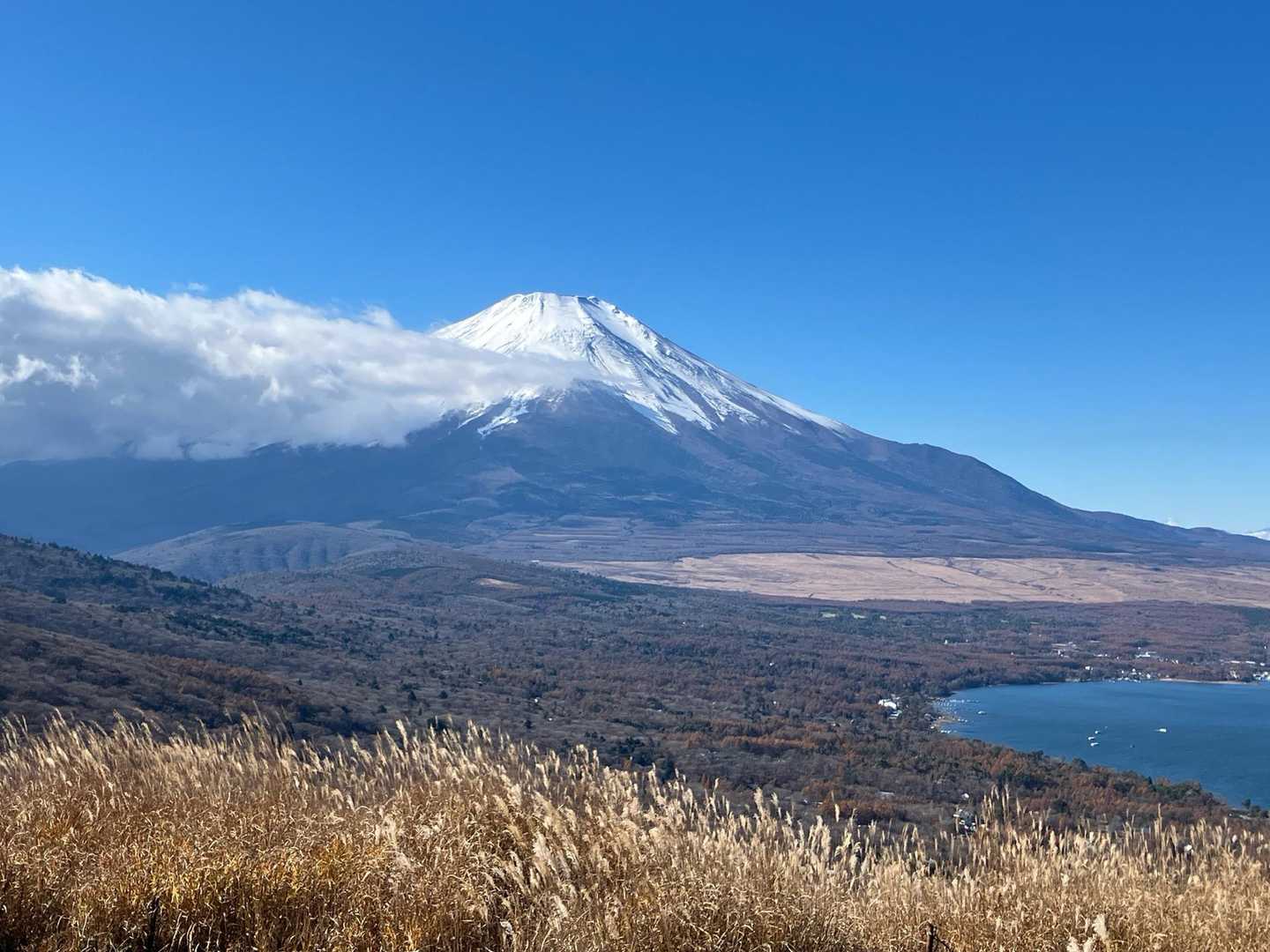 ススキの鉄砲木の頭から望む富士山🗻
右下に山中湖が見えます♪
富嶽三十六景の一座の素晴らしい眺望🥰
