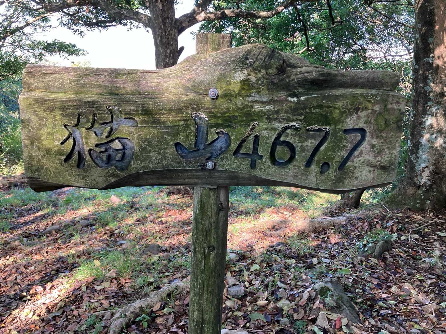城山-こねこ山-猫山 周回コースの写真
