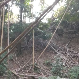 三重塔への途中、イノシシに遭遇！！急いで写真を撮ったけど竹の影で写っていない。びっくりした。