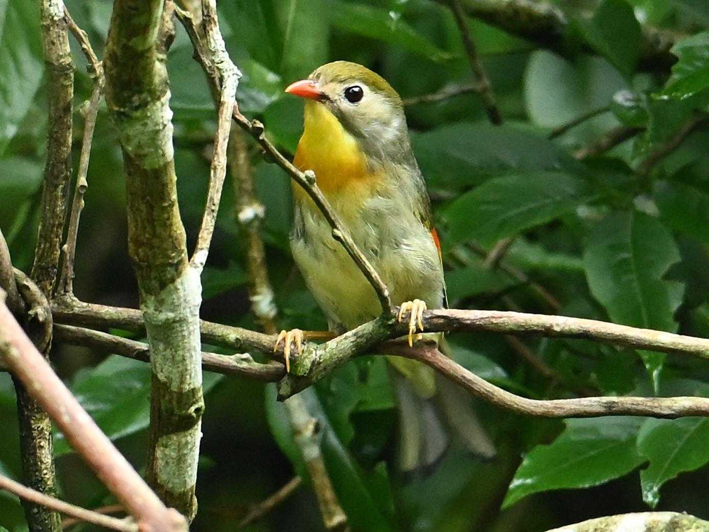 ソウシチョウ