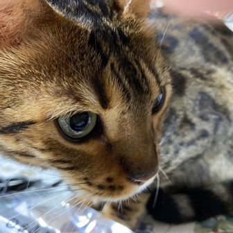 みゃん吉🐈‍⬛