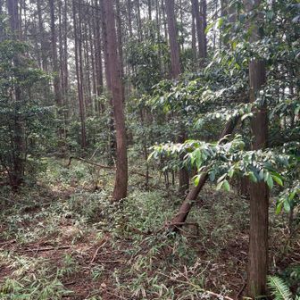 歩くんかい。ここ。