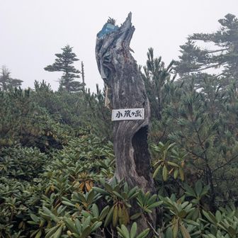 小笊ヶ岳到着　ここで折り返し
この先の道は老平への破線ルート(ランカン尾根)　藪漕が続いてます