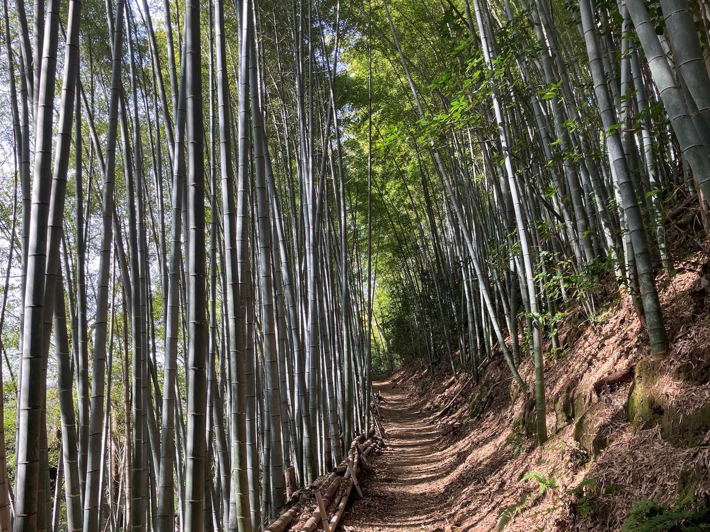 天王山ミツマタロードへ