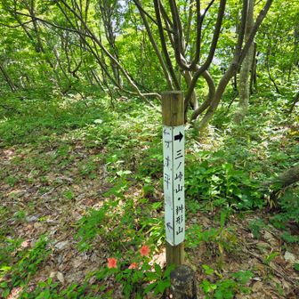 ブナ平と、赤道コースに
