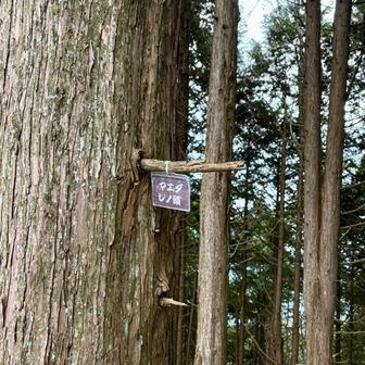 見逃しかけた。というかここまでのピークもほんとはどこかにあったらしい…