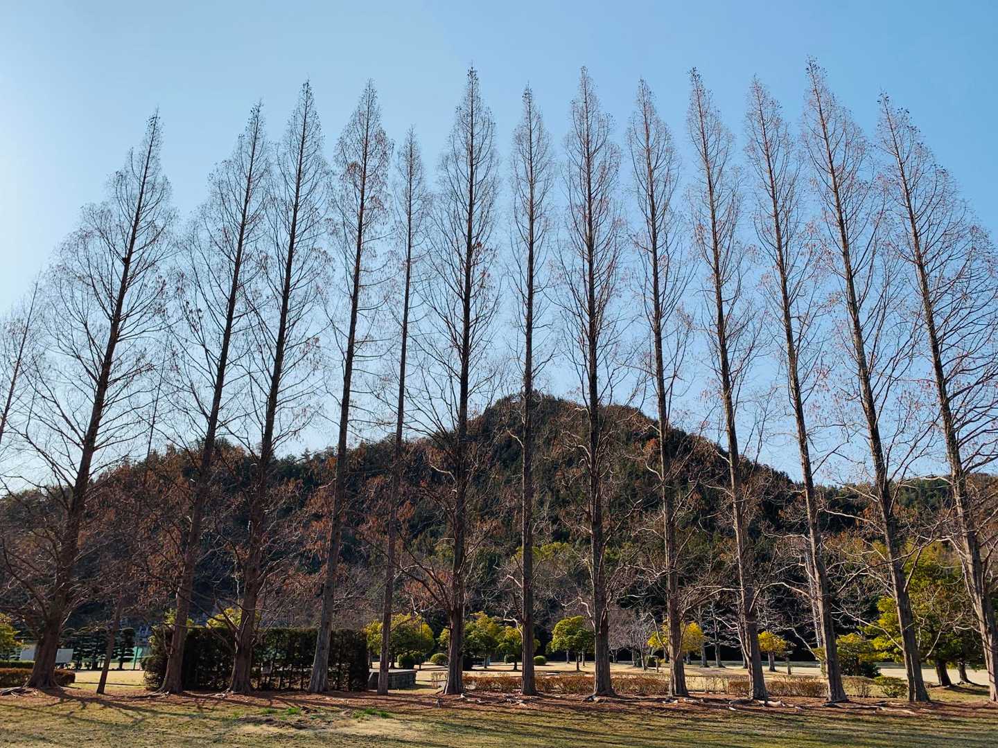 暖かくなって来たので
ミモザがどんな感じか見に