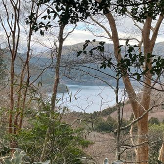 芦ノ湖が木々の間から見える