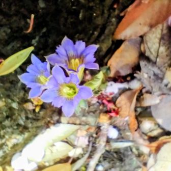 フデリンドウも咲き出しました