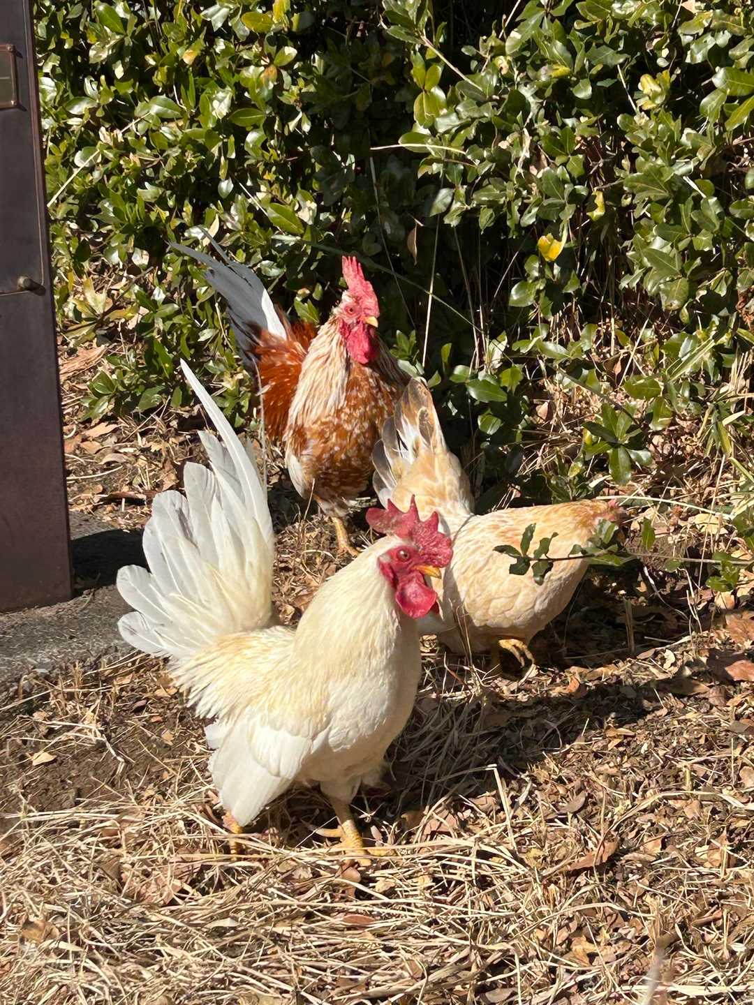 🐓🐓🐓