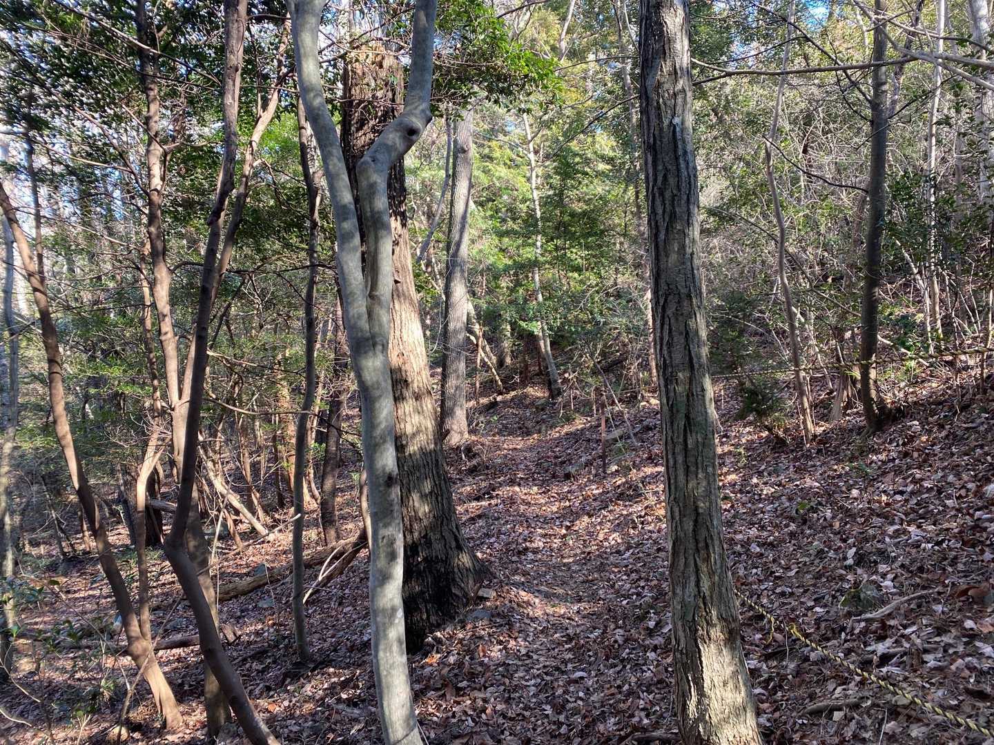 富幕山登山口-多利野山-狩宿山-黒松峠-下の浅間山-上の浅 往復コースの写真