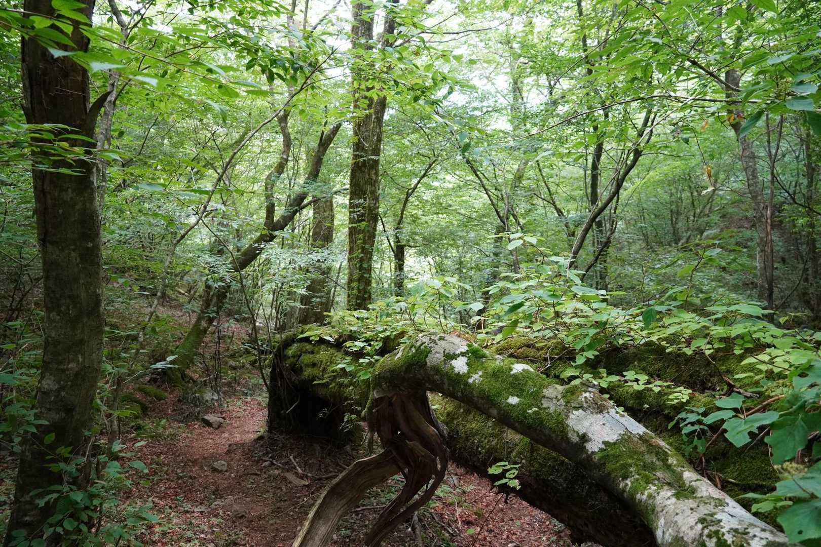 御前岳登山口-御前岳 往復コースの写真