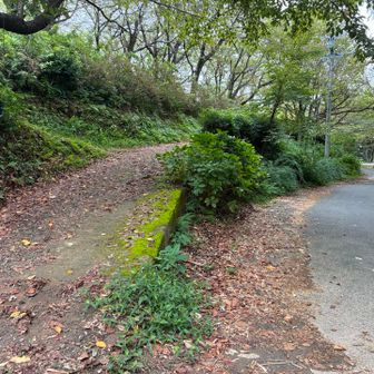 大沢山にチャレンジ。
こちらもYAMAPで登山者数が少ない💦