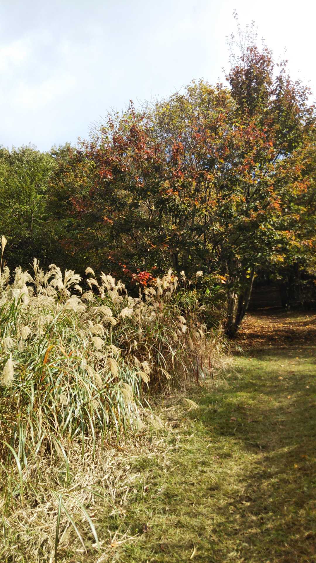 紅葉はもう少し先か？