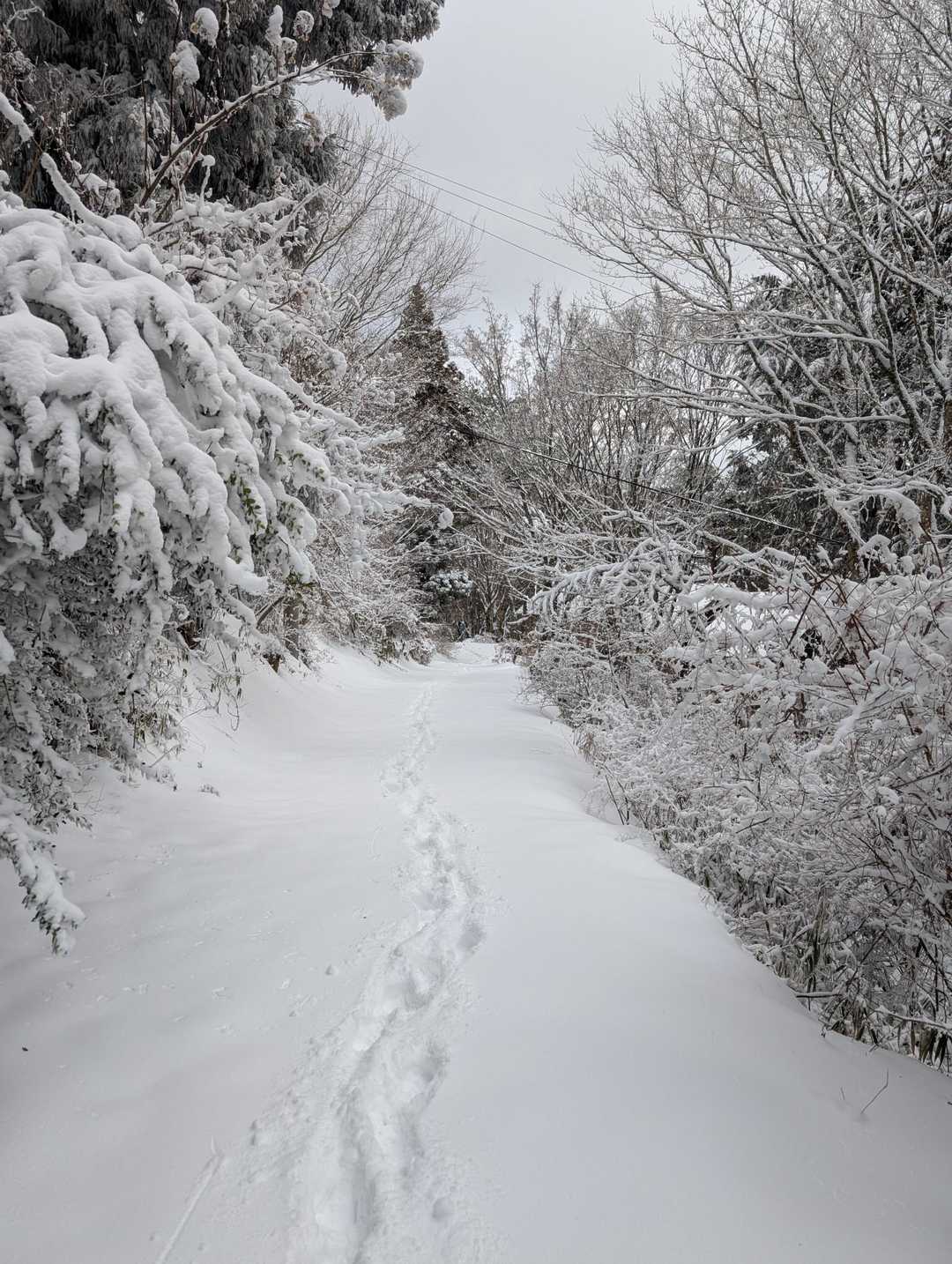 大川山 往復コースの写真