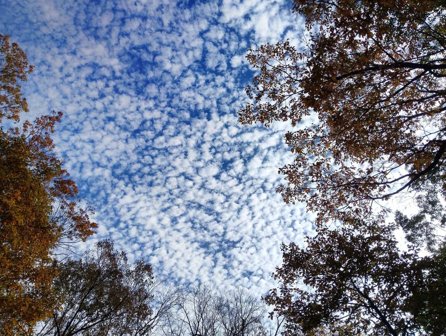 ウロコ雲が凄い✨