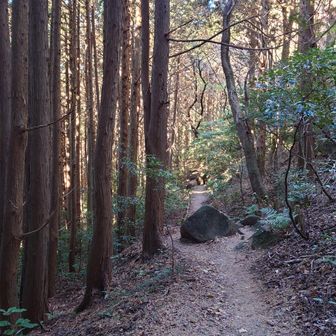 鳥の鳴き声しか聞こえない登山道　素敵！