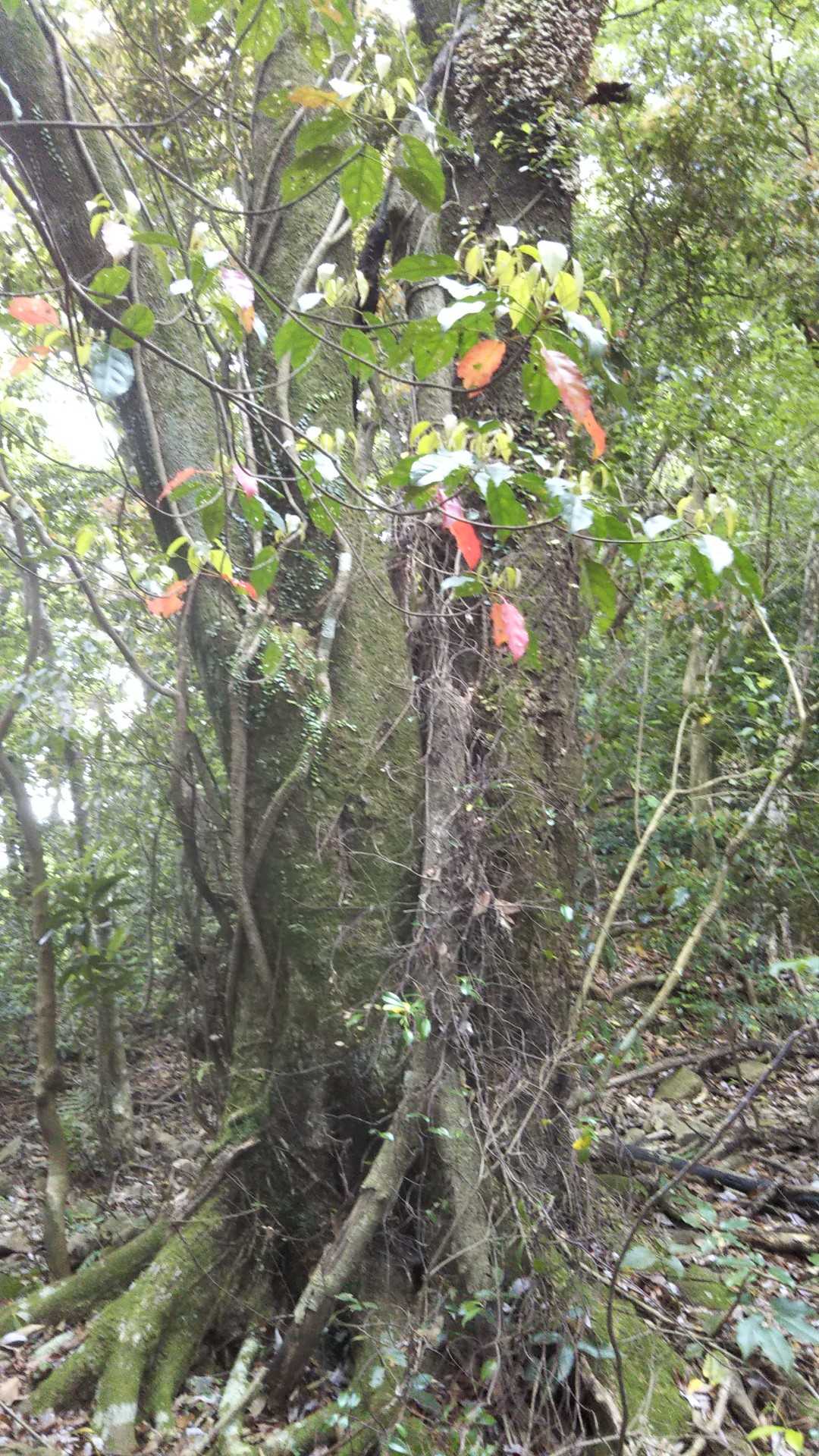 なかなかの大樹🌳
少し赤く色付いた葉が目を引く🍂👀