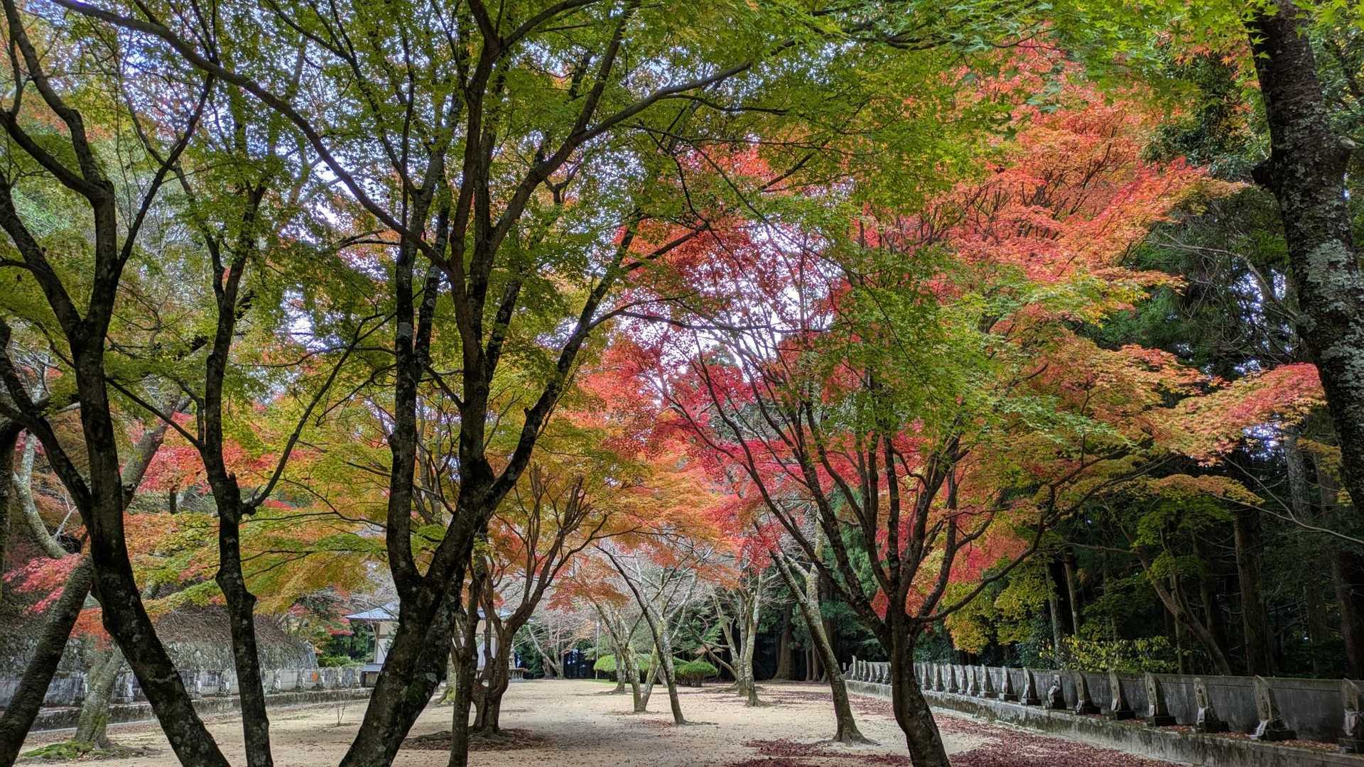 五大力尊からさらに奥へ。
箸蔵山登山口の近く。
ここのモミジが今日の1番でした✨

緑から赤へと変わっていくグラデーションがなんともいえない美しさでした✨

ここから箸蔵山のピークをハント行ってきます。