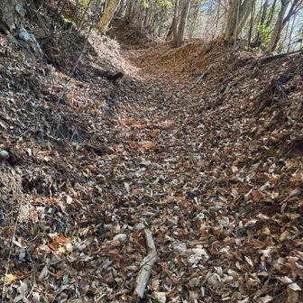 落ち葉ルート🍂足首くらいかな