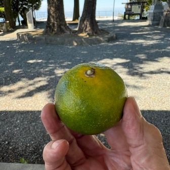 お土産をつまみ食い😆
ここは河内みかんの産地だけど、山川みかん🍊旨し！